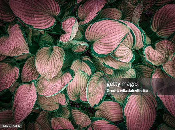 full frame shot of fresh pink leaves ,nature background - angiosperme photos et images de collection