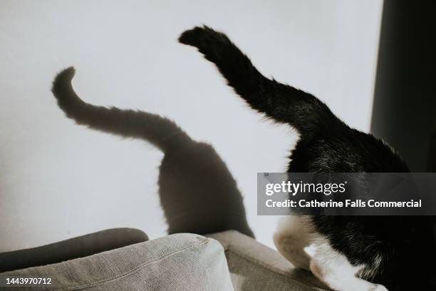 conceptual image of a cat leaping off the side of chair, her tail projects a shadow on the plain wall beside her - 猫 影 ストックフォトと画像