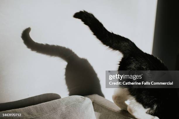 conceptual image of a cat leaping off the side of chair, her tail projects a shadow on the plain wall beside her - tail light 個照片及圖片檔