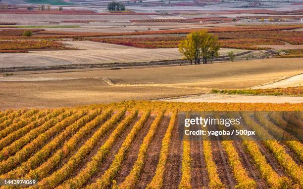 scenic view of agricultural field,tirgo,la rioja,spain - スペイン ラリオハ州 ストックフォトと画像