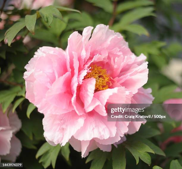 close-up of pink rose flower - peony stock pictures, royalty-free photos & images