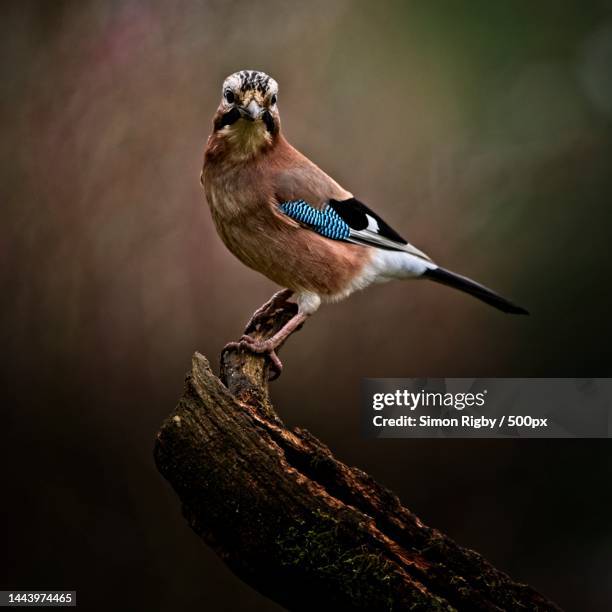 close-up of eurasian jay perching on branch - jay stock pictures, royalty-free photos & images