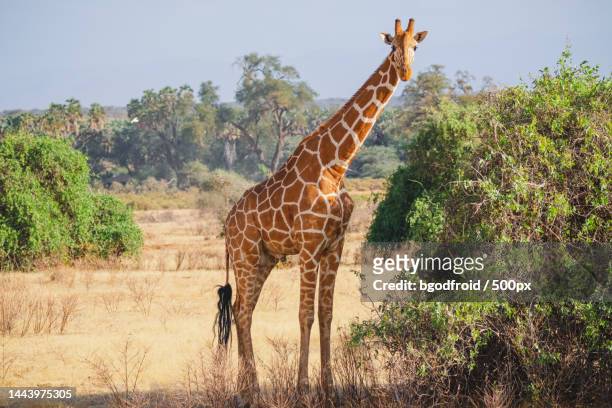 animals in the wild - reticulated giraffe - samburu national reserve,north kenya,kenya - samburu national park fotografías e imágenes de stock
