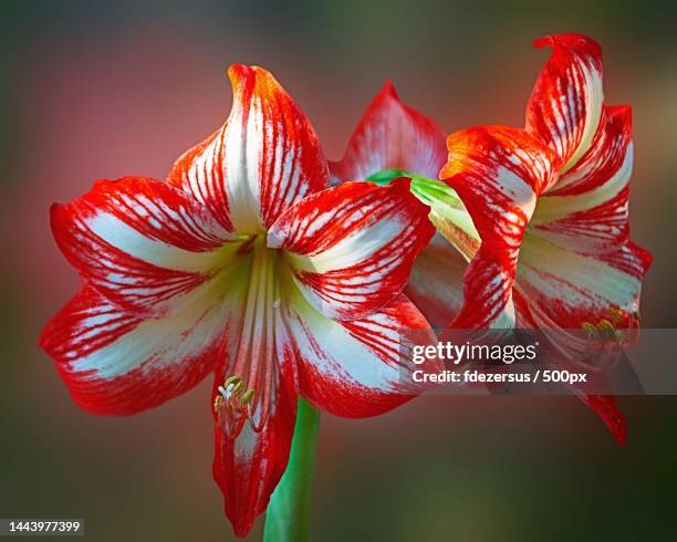 close-up of red flowering plant,cuba - amaryllis stock-fotos und bilder