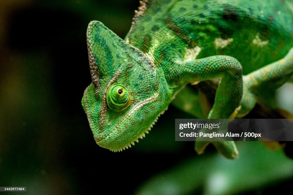 Close-up of chameleon on plant,Indonesia