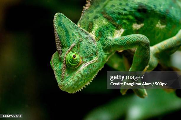 close-up of chameleon on plant,indonesia - cameleon stockfoto's en -beelden