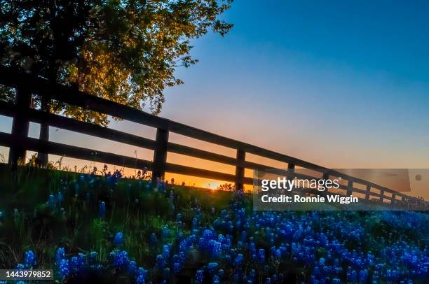 sunset over the bluebonnets - texas bluebonnet stock-fotos und bilder
