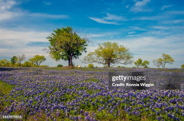 bluebonnets in the pasture - texas bluebonnet stock-fotos und bilder