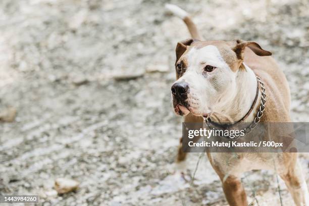 american terrier dog standing on dirt ground - american pit bull terrier stock-fotos und bilder