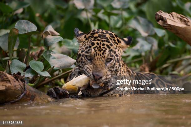 close-up of jaguar eating fish while sitting in forest water - jaguar concept reveal fotografías e imágenes de stock