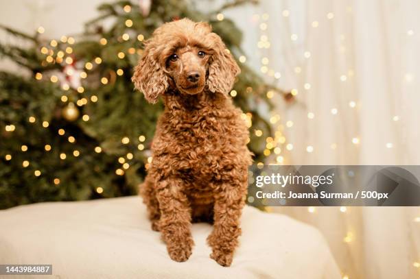 portrait of poodle sitting on sofa at home against illuminated string lights on holiday tree,poland - poodle stock pictures, royalty-free photos & images