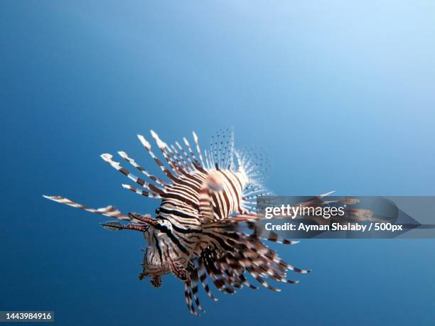 underwater view of a lion fish in salt water in clear sea - lion fish stock-fotos und bilder