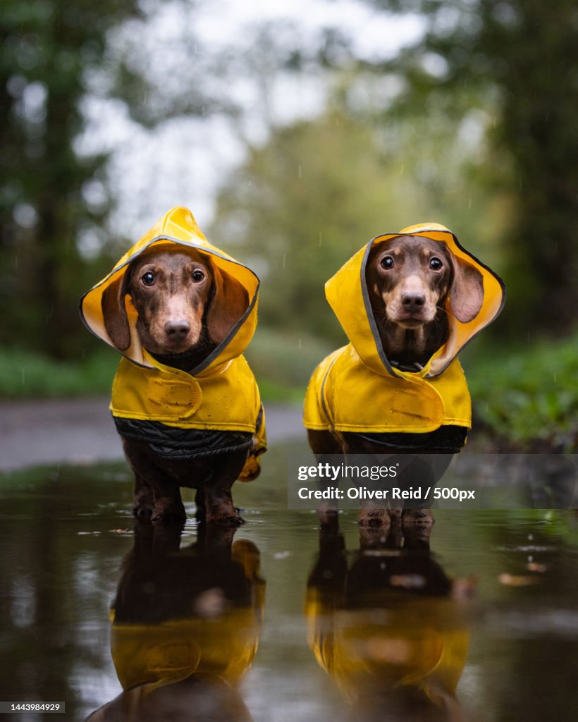 Portrait of two Dachshunds in yellow raincoats standing in puddle,United Kingdom,UK