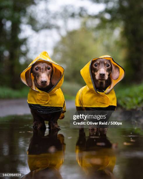 portrait of two dachshunds in yellow raincoats standing in puddle,united kingdom,uk - レインコート ストックフォトと画像
