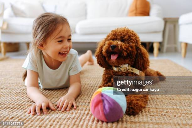 little girl playing with dog on the bed - brown poodle stockfoto's en -beelden