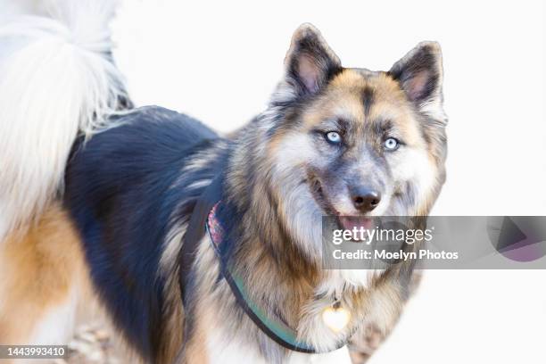 mixed breed dog looking at camera - huge husky fotografías e imágenes de stock