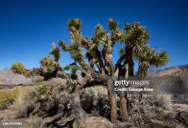 Joshua tree found along Highway 178 is viewed on November 14 near Inyokern, California. Home to the famed Alabama Hills in the Owens Valley is an...