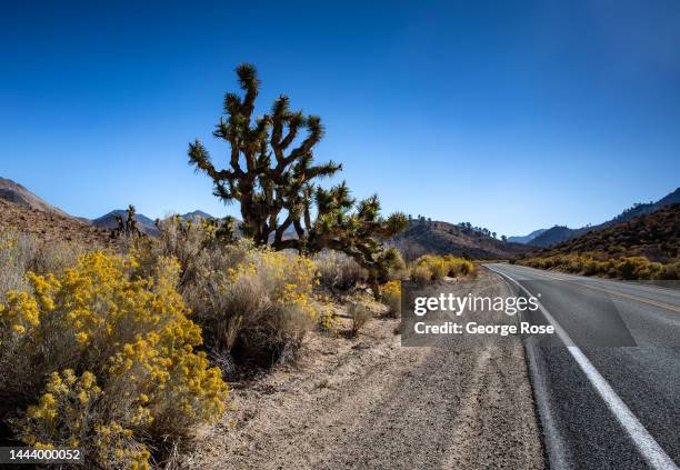Joshua tree and rabbit brush found along Highway 178 is viewed on November 14 near Inyokern, California. Home to the famed Alabama Hills in the Owens...