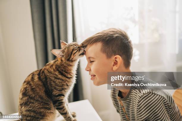 relationship between boy and cat. close-up. boy loving his domestic bengal cat so much. cat's paw on child's face. animal and its owner looking into each other's eyes. - hair love - fotografias e filmes do acervo