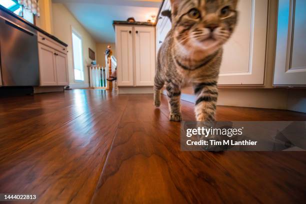 tabby cat walking through house - low angle view home stock pictures, royalty-free photos & images