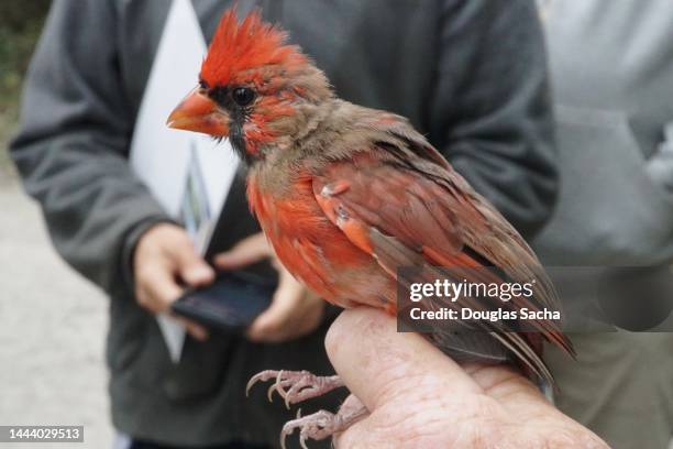 cardinal bird caught for identification and leg banding - trapped bird stock pictures, royalty-free photos & images