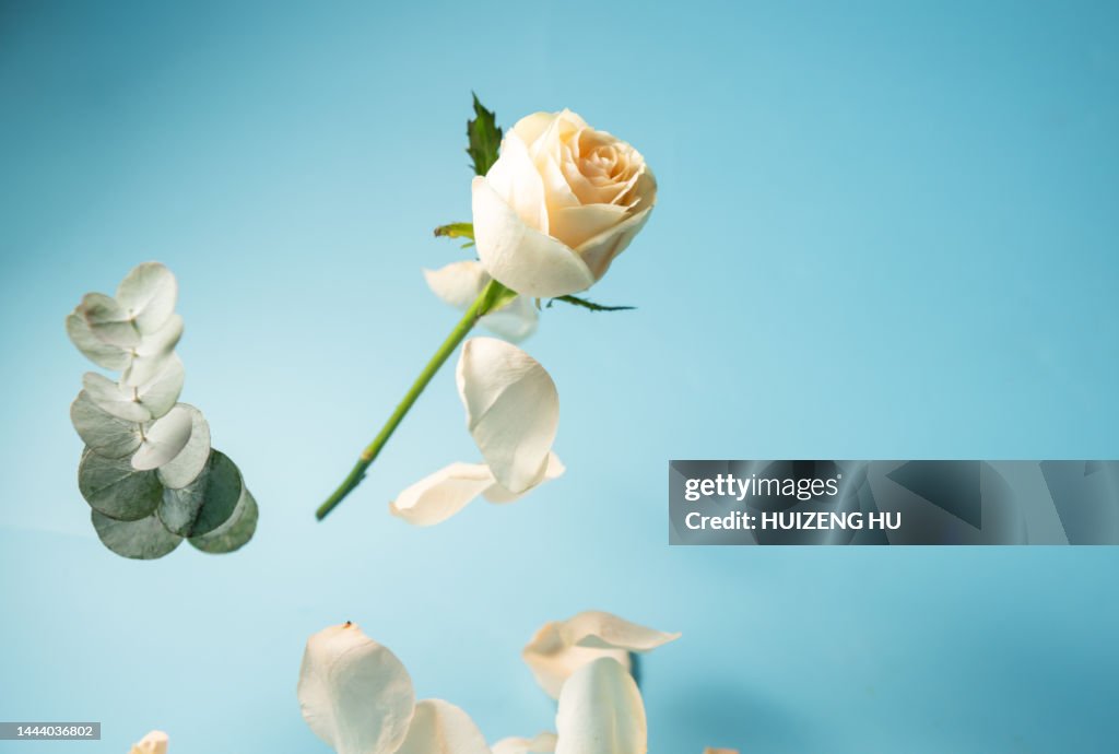 Yellow rose flower and petals flying in the air on the blue background. Levitation conception