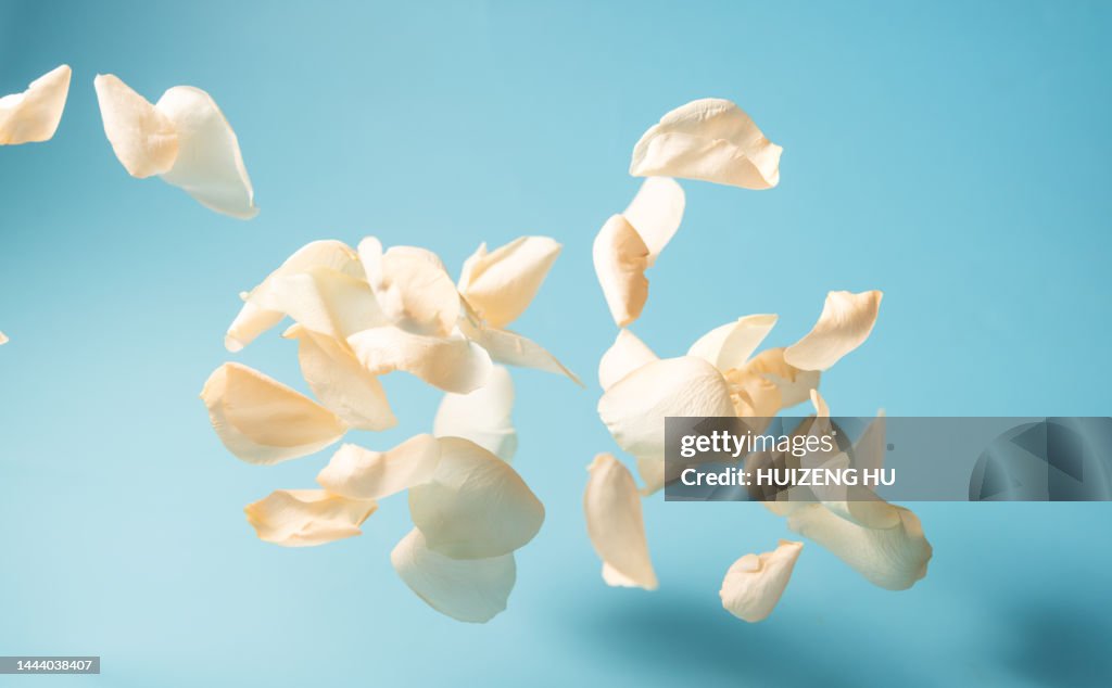 Rose petals on a blue background. Flying petals
