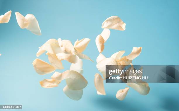 rose petals on a blue background. flying petals - petal ストックフォトと画像