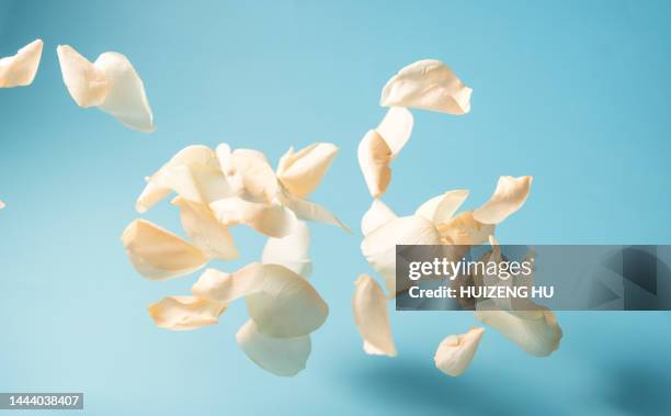 rose petals on a blue background. flying petals - petal stock pictures, royalty-free photos & images