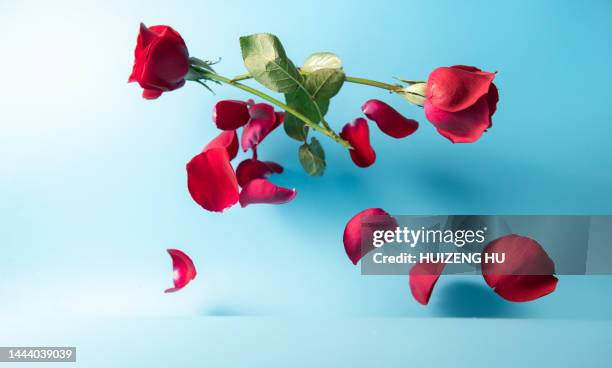 Exploding Red Rose 1,439 Exploding Rose Stock Photos, High-Res Pictures, and Images ...