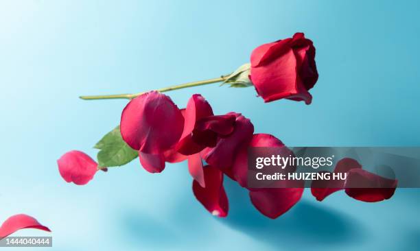 Flinging Roses 1,005 Falling Roses Stock Photos, High-Res Pictures, and Images - Getty ...