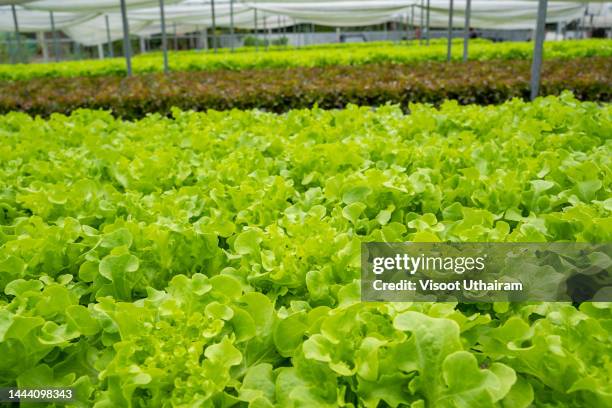 salad farm vegetable green oak lettuce field. - oak leaf - fotografias e filmes do acervo