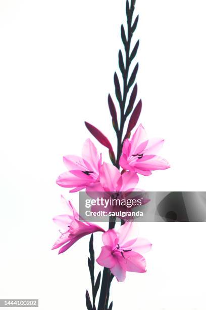 gladiolus communis against white background - gladiolus fotografías e imágenes de stock