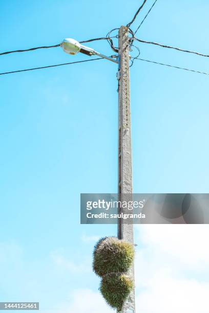 air carnation hanging from a telegraph pole with a streetlight - airplant bildbanksfoton och bilder