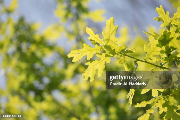 close-up of new oak leaves - common oak stock pictures, royalty-free photos & images