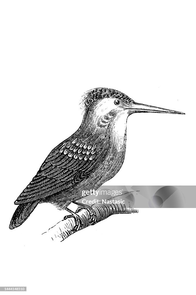 The common kingfisher (Alcedo atthis) or Alcedinidae (Alcedo ispida)