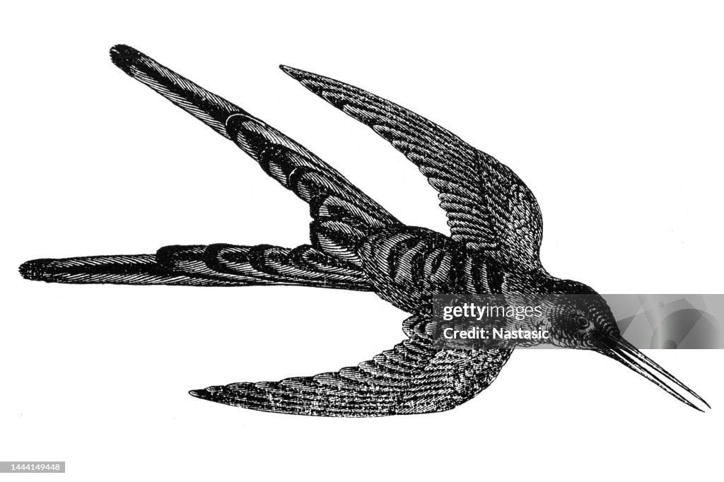 The red-tailed comet (Sappho sparganurus) is a medium-sized hummingbird belonging to the family Trochilidae