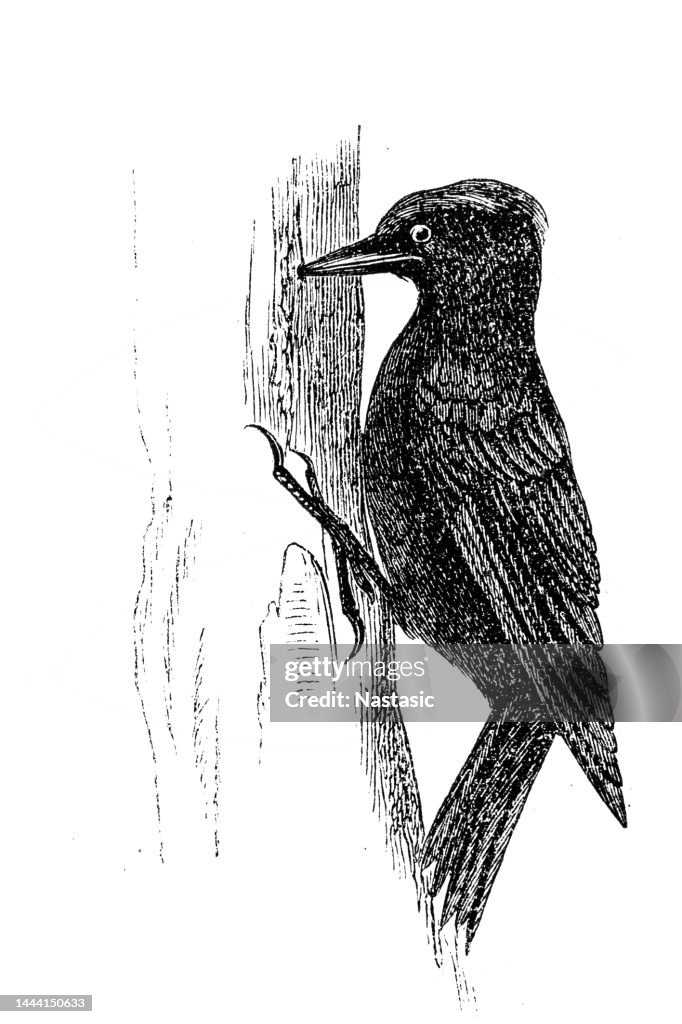 Black woodpecker Dryocopus martius
