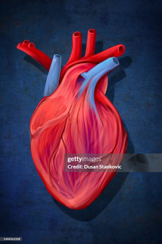 Cuore umano