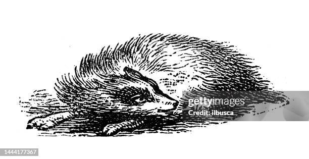 antique engraving illustration: badger - meles meles stock illustrations