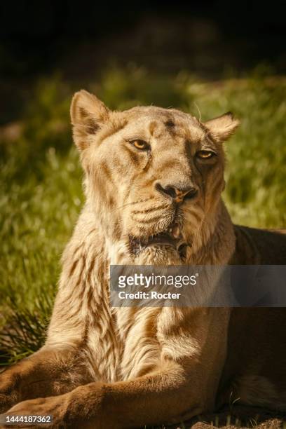 close up portrait lioness panthera leo
