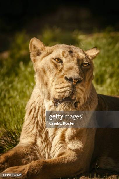 Close up portrait of the lioness (Panthera leo) close up portrait lioness panthera leo