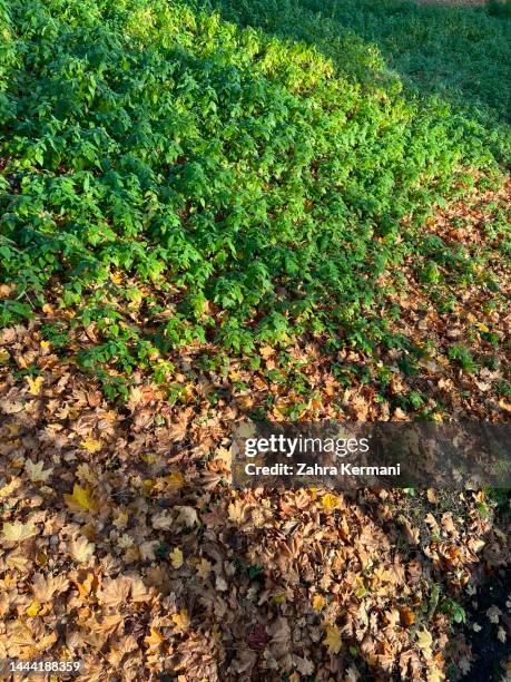 Yellow and green leaves next to each other yellow green leaves next to each