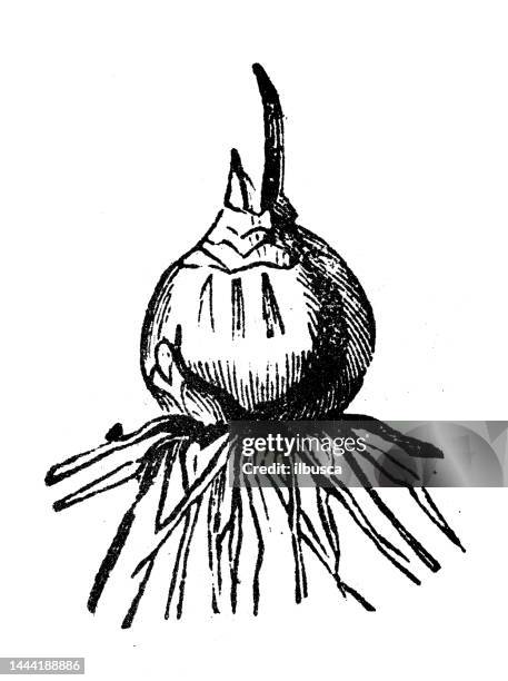 antique engraving illustration: bulb root - flower bulbs stock illustrations