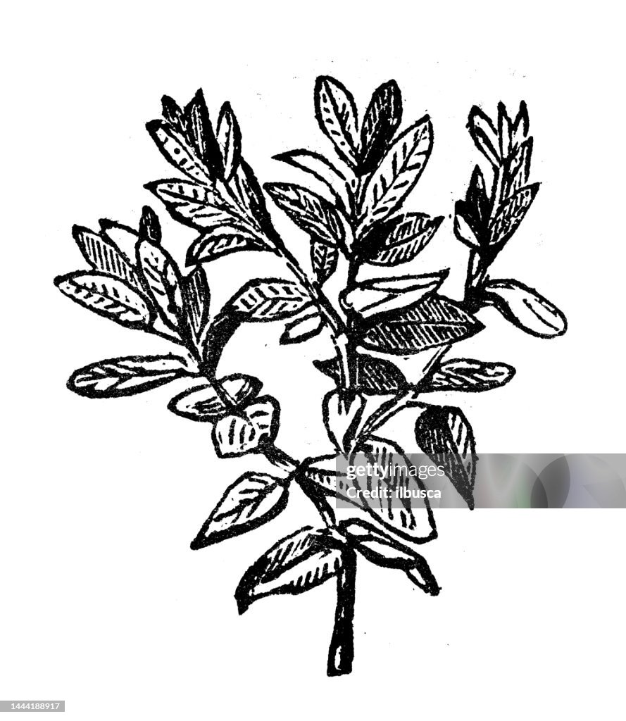Antike Stichillustration: Buchsbaum