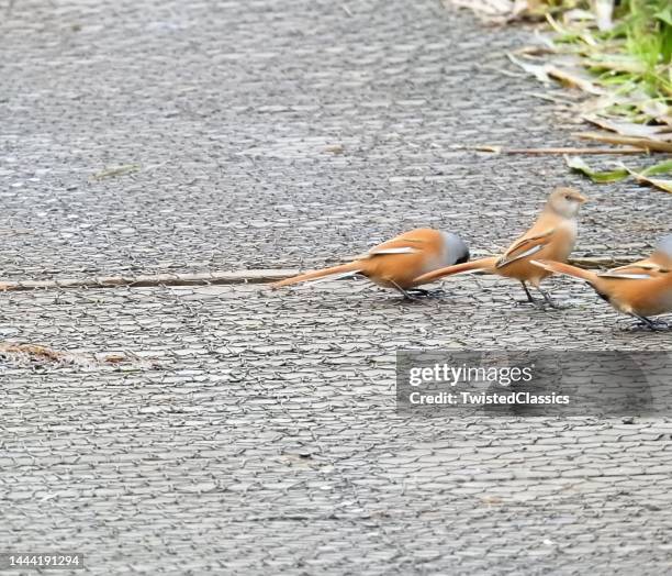 The female is upright and looking towards the right. The birds are standing on a boardwalk that is covered with wire netting. female is upright looking towards right