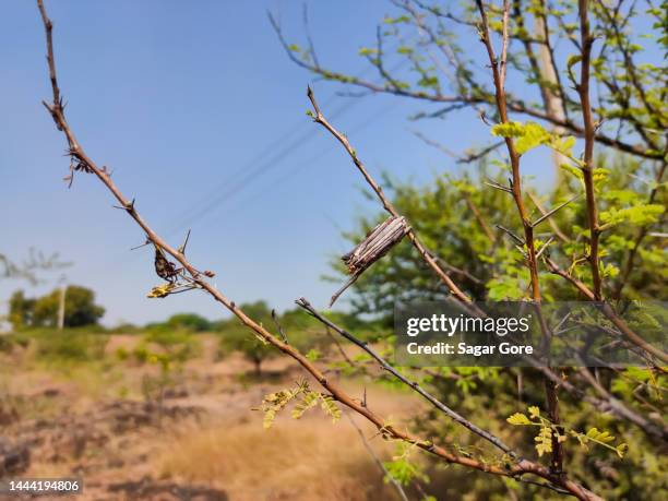 Psycho Casta bagworm on the stem of plants. psycho casta bagworm stem plants