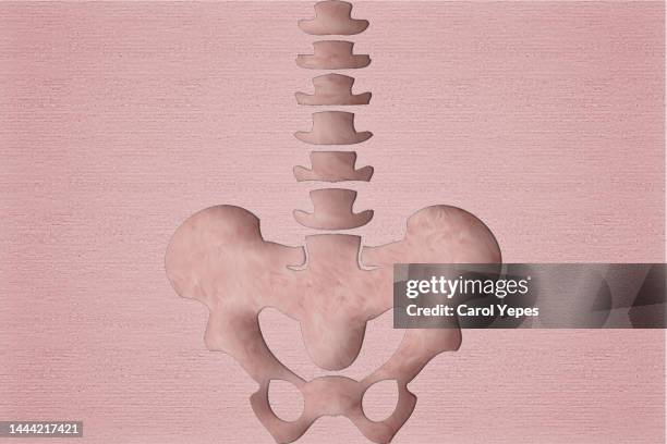 human pelvis and bones in pink paper cutting - pubis fotografías e imágenes de stock