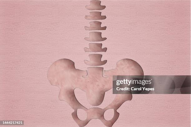 human pelvis and bones in pink paper cutting - virilha humana imagens e fotografias de stock
