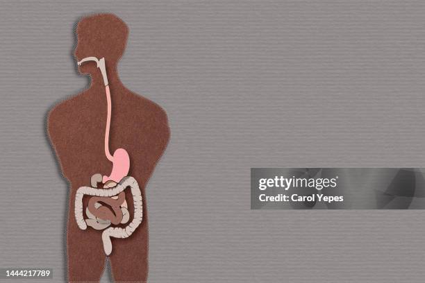 internal organs in paper work - colon stock pictures, royalty-free photos & images